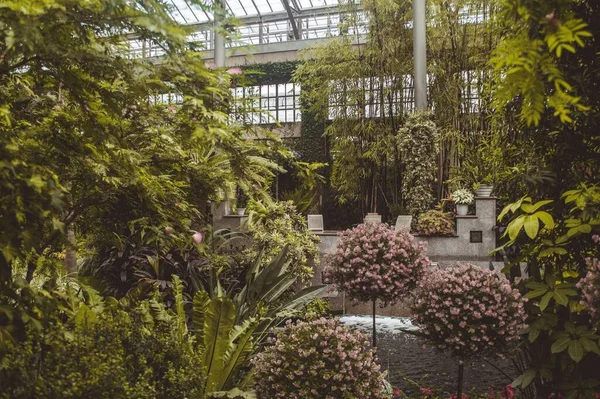 Ein Natürlicher Blick Auf Lebendige Pflanzen Einem Botanischen Garten — Stockfoto