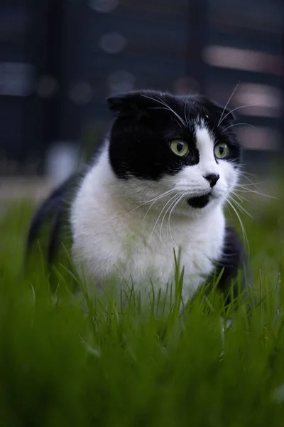 草の上に黒と白のスコットランドの折り畳み猫を敷設かわいい驚き — ストック写真