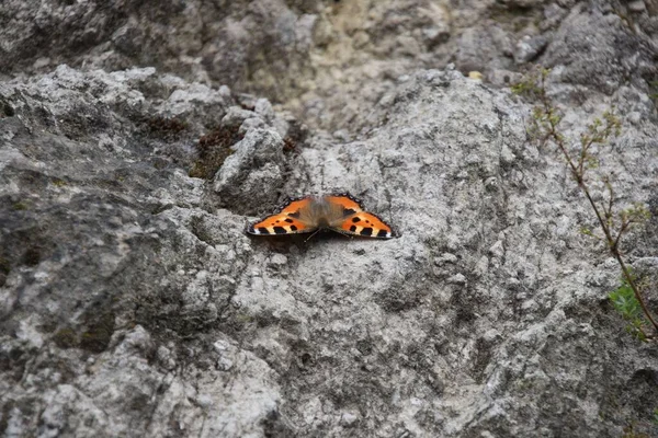 Egy Gyönyörű Kis Teknősbéka Pillangó Szürke Sziklás Felületen — Stock Fotó