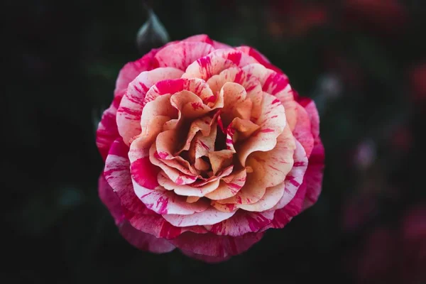 Une Vue Dessus Bourgeon Une Rose Fleurie Isolée Avec Fond — Photo