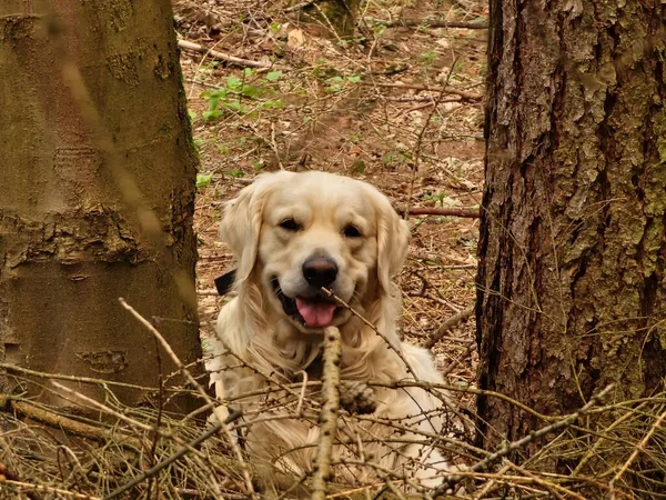 Ένα Σκυλί Golden Retriever Παίζει Ευτυχώς — Φωτογραφία Αρχείου