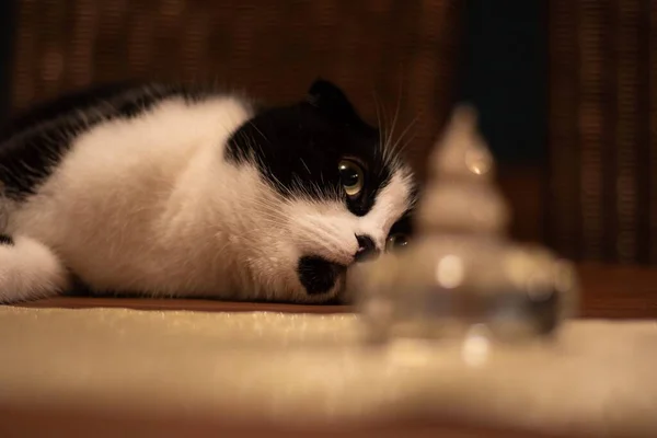 Sad Laying Black White Scottish Fold Cat Home Blur Glass — Stock Photo, Image