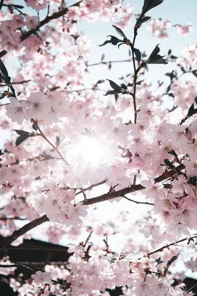 公园里一棵盛开的樱桃树的垂直拍 — 图库照片