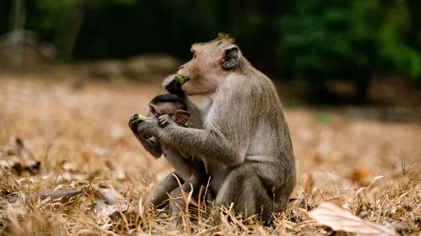 Primer Plano Mono Madre Con Bebé Bosque Luz Del Día — Foto de Stock