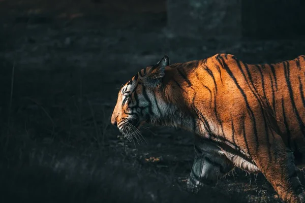 Μια Μεγαλοπρεπής Τίγρης Της Βεγγάλης Στεγνώνει Στον Πρωινό Ήλιο — Φωτογραφία Αρχείου