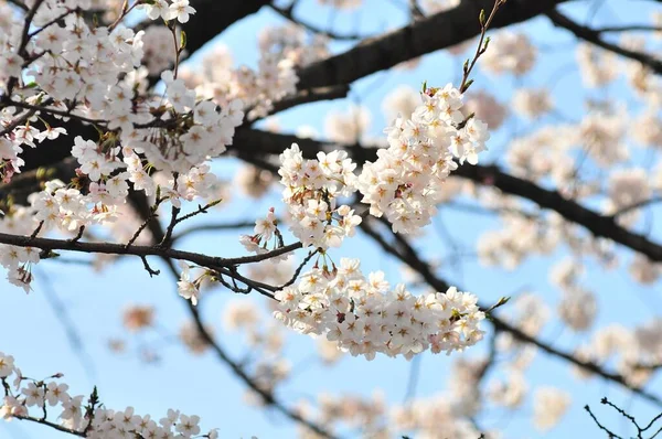 Tiro Seletivo Foco Das Flores Cerejeira Que Florescem Uma Árvore — Fotografia de Stock