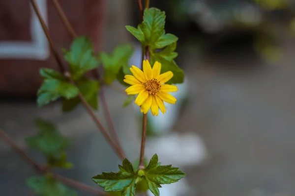 Closeup Shot Yellow Singapore Daisy Flower Garden Daylight — Stock Photo, Image