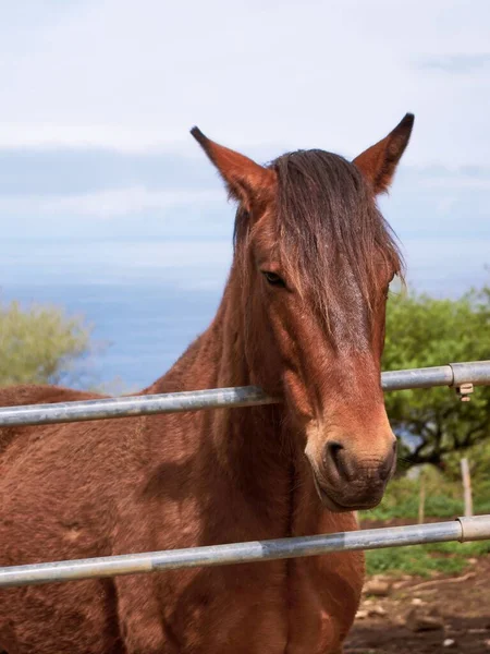 Egy Közeli Kép Egy Barna Mustang Lóról Fejjel Fémkerítésen — Stock Fotó