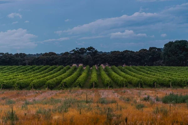 Grande Campo Plantas Alaranjadas Verdes Com Árvores Horizonte Sob Céu — Fotografia de Stock