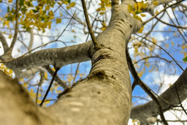 Селективный Фокус Ствола Дерева Голубым Небом — стоковое фото