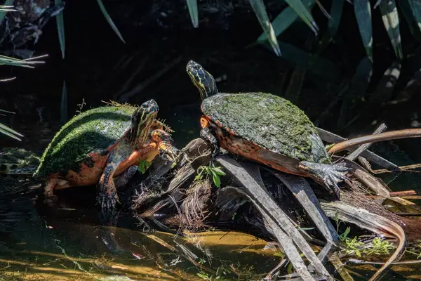 View Cute Turtles Basking Garden — Stock Photo, Image