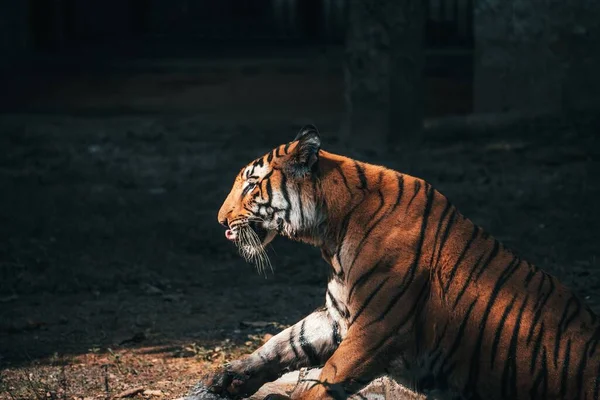 Egy Fenséges Bengáli Tigris Szárítja Magát Kora Reggeli Napon — Stock Fotó