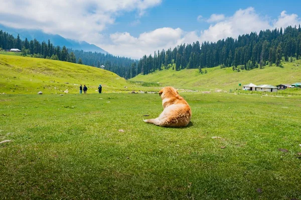 Gulmarg Known Gulmarg Kashmiri Town Hill Station Popular Skiing Destination — Stock Photo, Image