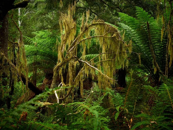 Groene Weelderige Planten Het Tarkine Gematigde Regenwoud Tasmanië Australië — Stockfoto