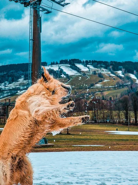 Cão Golden Retriever Feliz Jogando — Fotografia de Stock