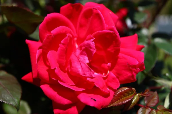 Eine Nahaufnahme Von Roter Rose Sonnenlicht — Stockfoto