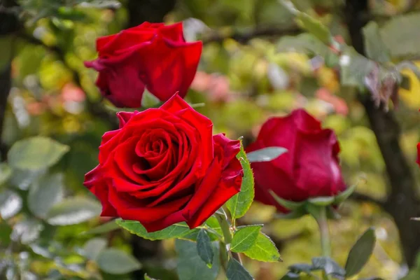 Closeup Shot Red Roses — Stock Photo, Image