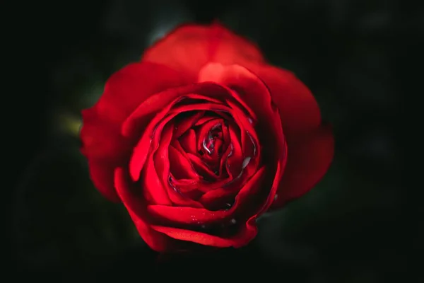 Uma Vista Superior Botão Uma Rosa Vermelha Florescendo Isolado Com — Fotografia de Stock