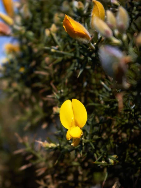 Mělké Ostření Záběru Gorse Květiny Rozmazané Zelené Listy Zahradě — Stock fotografie