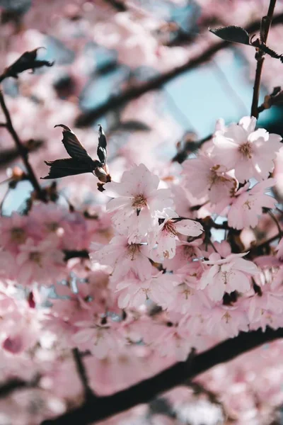 Вертикальный Снимок Цветущей Вишни Парке — стоковое фото