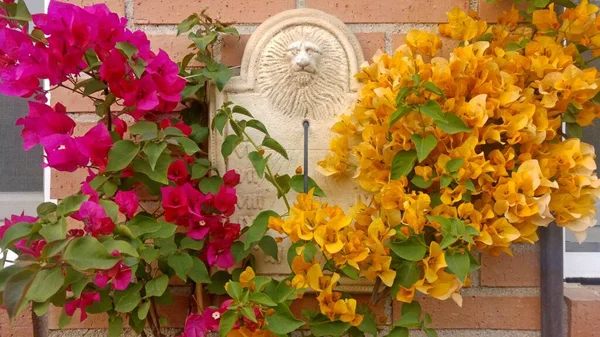 Lion Head Ornament Garden Wall Covered Pink Yellow Bougainvillea Flowers — Stock Photo, Image