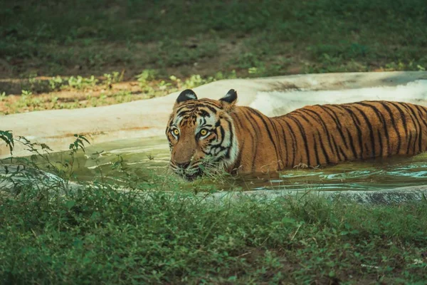 Majestueux Tigre Bengale Rafraîchit Dans Eau Froide Par Une Chaude — Photo