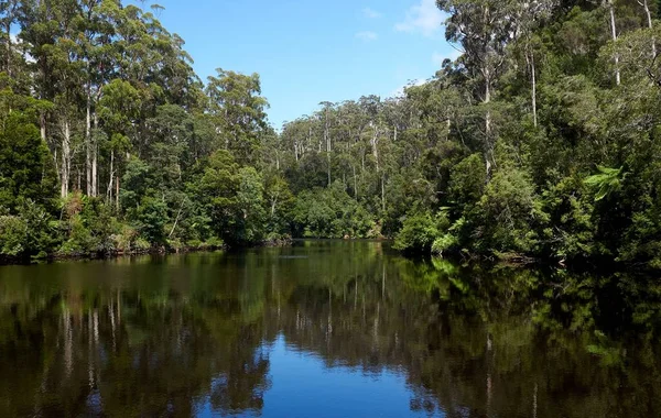Вид Річку Артур Лісі Таркін Тасманія Австралія — стокове фото