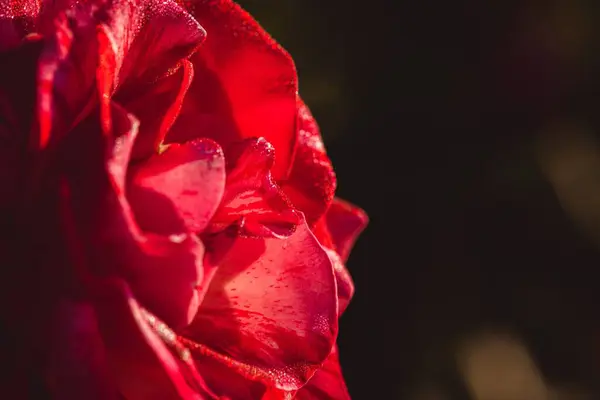 Una Vista Lateral Cercana Una Rosa Roja Perfumada Fondo Verde —  Fotos de Stock