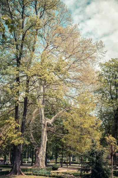 Вертикальный Снимок Дуба Quercus Парке — стоковое фото