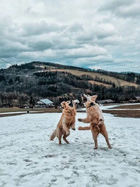 Cão Golden Retriever Feliz Jogando — Fotografia de Stock