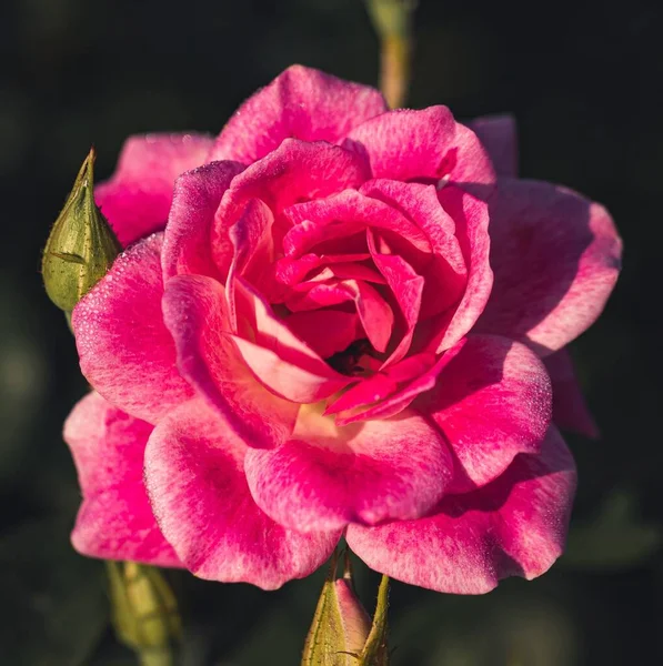 Ovanifrån Bud Blommande Rosa Ros Isolerad Med Mörk Bakgrund Makrofotografering — Stockfoto