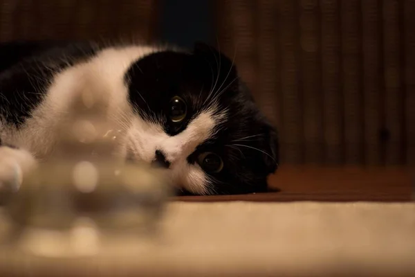 Sad Laying Black White Scottish Fold Cat Home — Stock Photo, Image