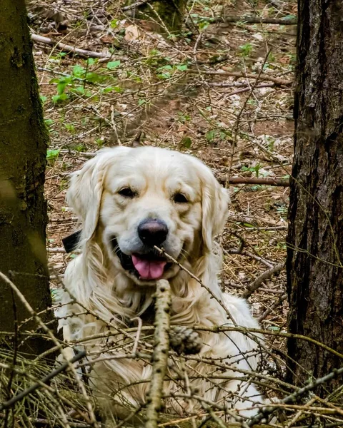 Ένα Σκυλί Golden Retriever Παίζει Ευτυχώς — Φωτογραφία Αρχείου