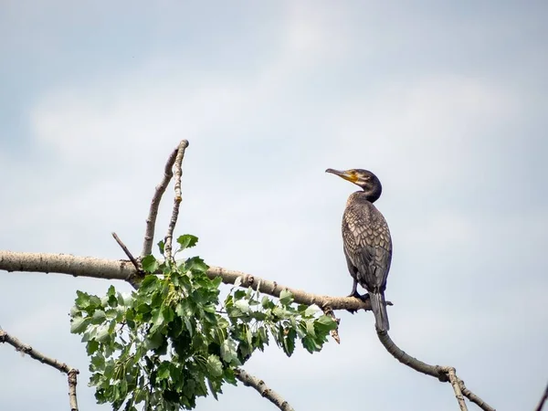 Closeup Shot Cormorant Perched Tree Branch — Stock Photo, Image