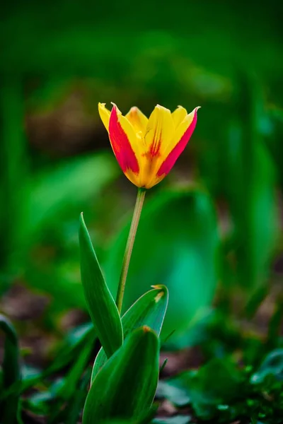 郁金香花的特写镜头 绿色背景模糊 — 图库照片