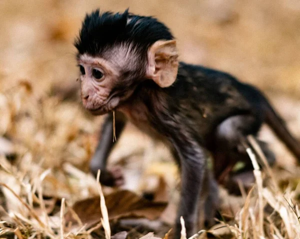 Nahaufnahme Eines Kleinen Affenbabys Wald Bei Tageslicht — Stockfoto