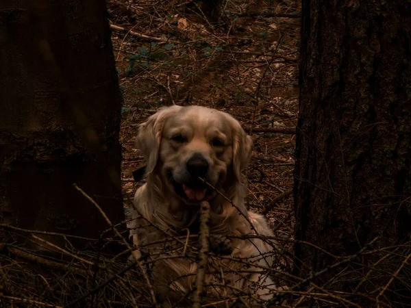 Golden Retriever Köpeği Mutlu Bir Şekilde Oynuyor — Stok fotoğraf