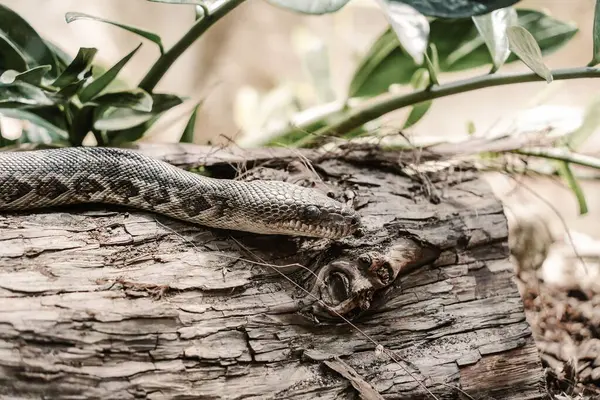 Nahaufnahme Einer Schlange Auf Einem Getrockneten Baumstamm — Stockfoto