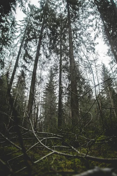 Norveç Ormandaki Yüksek Ağaçların Alçak Açılı Görüntüsü — Stok fotoğraf