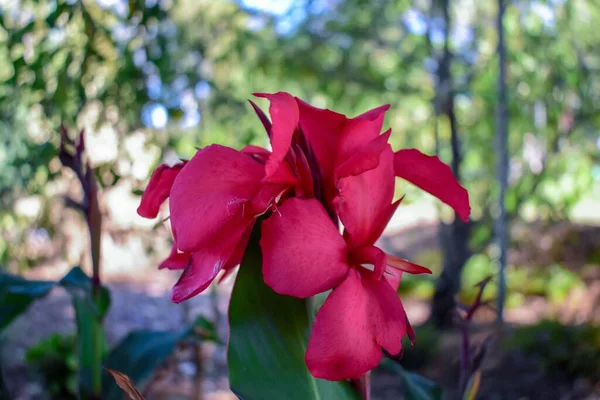 Ένα Κοντινό Πλάνο Ροζ Λουλούδια Canna Lily Έναν Κήπο — Φωτογραφία Αρχείου