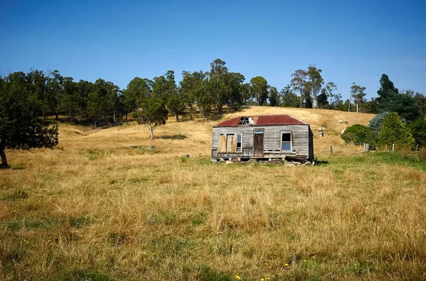 澳大利亚塔斯马尼亚一座位于黄草和树木中间的旧木屋 — 图库照片