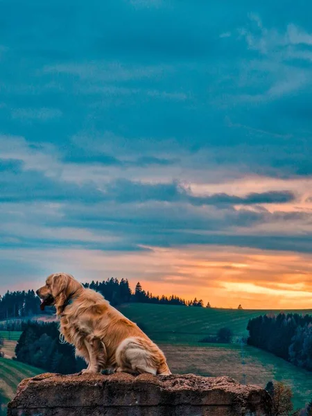 Golden Retriever Köpeği Gün Batımında Mutlu Bir Şekilde Oynuyor — Stok fotoğraf