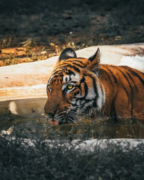 Una Maestosa Tigre Del Bengala Che Beve Acqua Rinfresca Una — Foto Stock