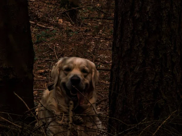 Golden Retriever Köpeği Mutlu Bir Şekilde Oynuyor — Stok fotoğraf