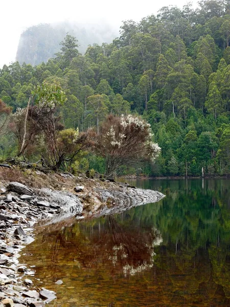 Tiro Vertical Das Árvores Margem Lago Mackintosh Refletindo Tasmânia Austrália — Fotografia de Stock