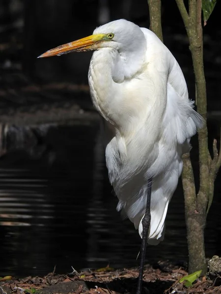 Beautiful Great Egret Basking Sunlight Garden — Stock Photo, Image