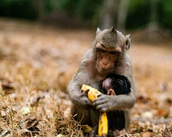 Tiro Close Macaco Mãe Com Seu Bebê Floresta Comendo Bananas — Fotografia de Stock