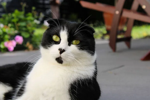 Zabawny Strzał Cute Zaskakujące Układanie Czarno Białe Scottish Fold Kot — Zdjęcie stockowe