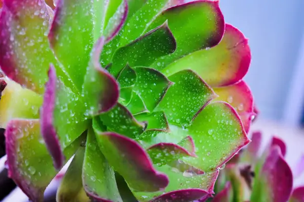 Крупный План Красивого Сочного Цветка Каплями Росы — стоковое фото