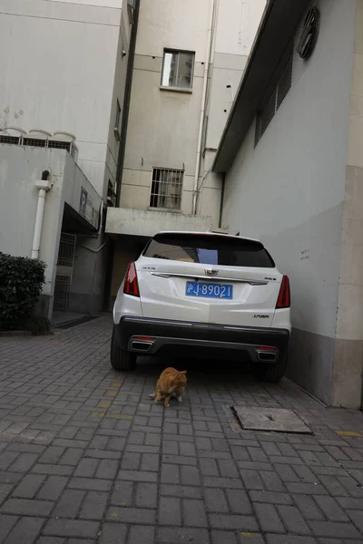 通りの白い車の後ろの猫の眺め — ストック写真